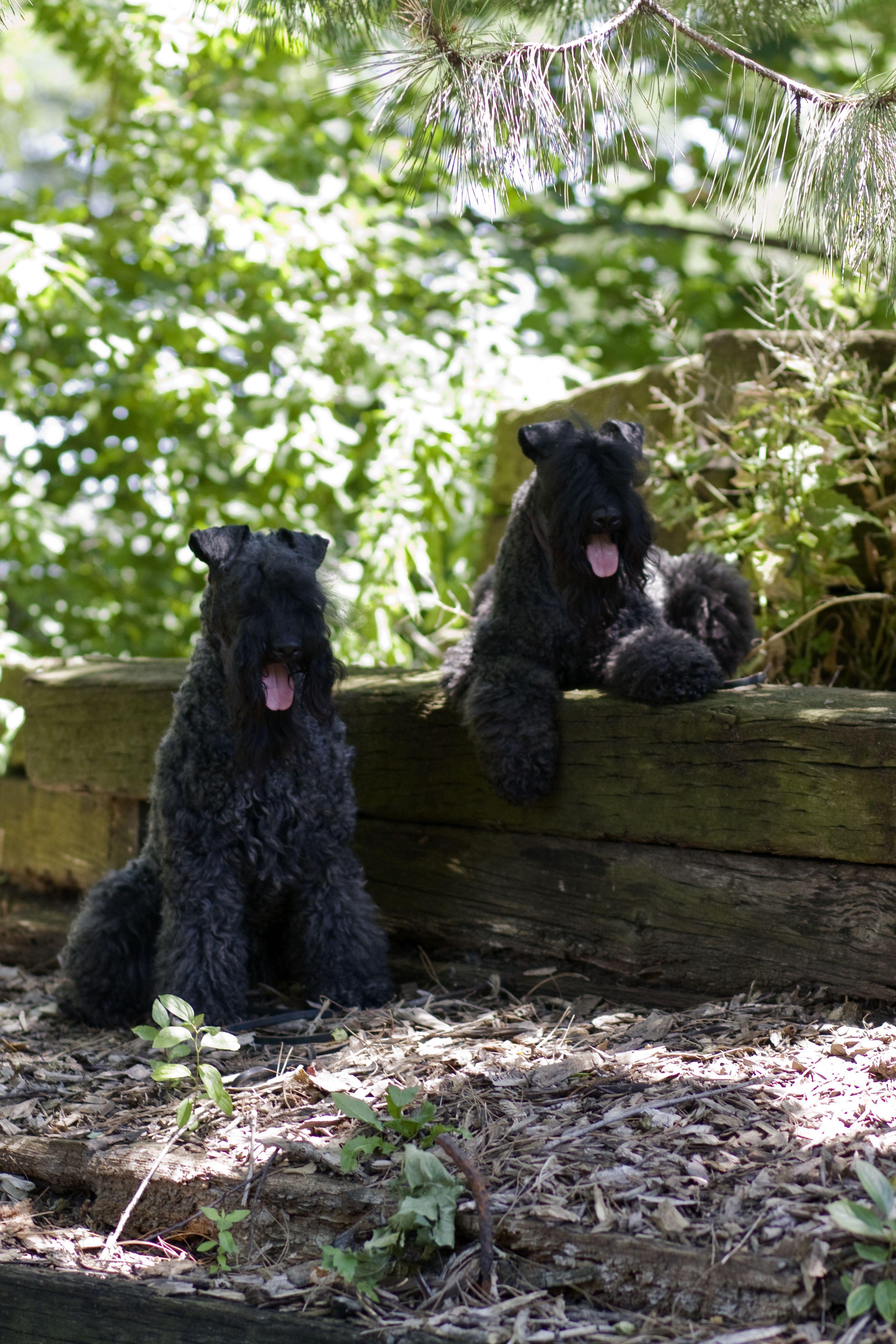 United States Kerry Blue Terrier Club Inc Home
